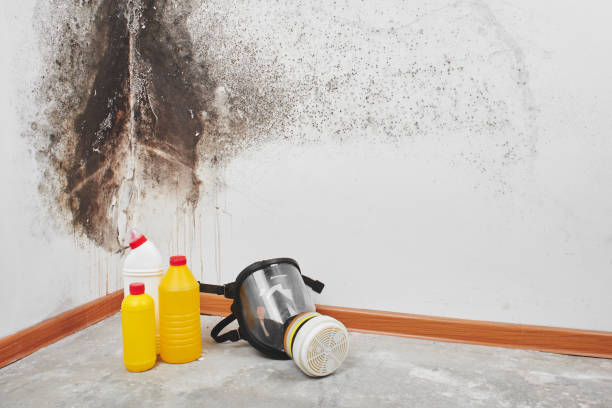 Best Home Mold Removal  in Stonebridge, NJ
