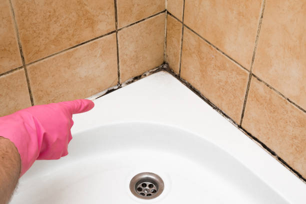 Mold Testing and Removal in Stonebridge, NJ