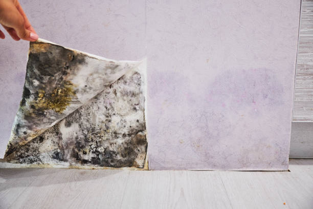 Best Local Mold Removal Service  in Stonebridge, NJ